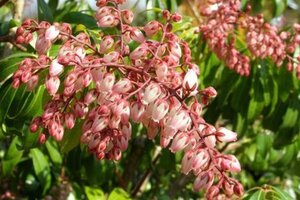 Pieris jap. 'Rosalinda' 25-30 cm cont. 3,0L