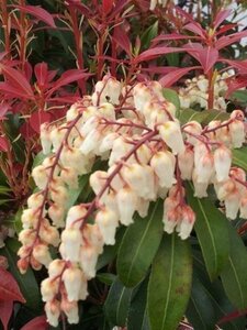 Pieris jap. 'Select' 30-40 cm cont. 3,0L