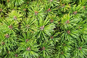 Pinus mugo 'Mops' 70 cm stam cont. 15L