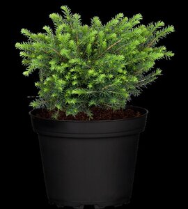 Picea omorika 'Karel' 25-30 cm cont. 3,5L - afbeelding 3