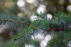 Picea omorika 125-150 cm met kluit