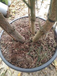 Pinus sylvestris 150-175 cm cont. 45L meerstammig
