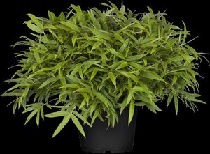 Pleioblastus argenteostriat 'Pumilus' geen maat specificatie container