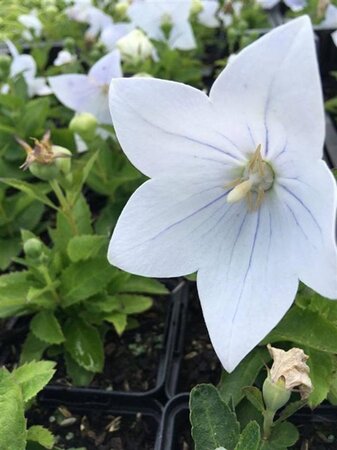 Platycodon grand. 'Astra White' geen maat specificatie 0,55L/P9cm - afbeelding 3