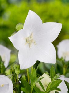 Platycodon grand. 'Astra White' geen maat specificatie 0,55L/P9cm