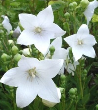 Platycodon grand. 'Astra White' geen maat specificatie 0,55L/P9cm - afbeelding 2