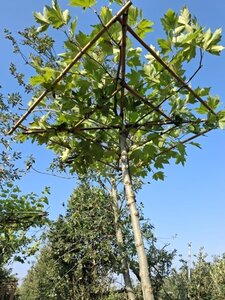 Platanus hispanica 10-12 cm cont. 30L 230 cm stam dakvorm 120