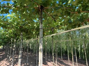 Platanus hispanica 12-14 Hoogstam wortelgoed dakvorm