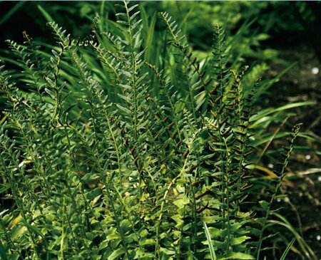 Polystichum acrostichoides geen maat specificatie 0,55L/P9cm