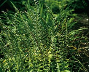 Polystichum acrostichoides geen maat specificatie 0,55L/P9cm