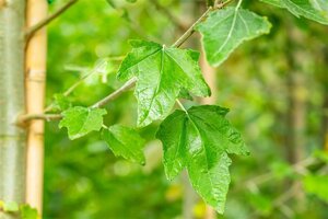 Populus alba 10-12 Hoogstam wortelgoed
