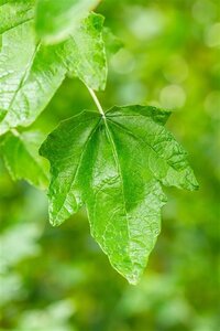 Populus alba 125-150 cm wortelgoed 1-jarig bewortelde winter - afbeelding 2