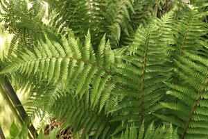 Polystichum braunii geen maat specificatie 0,55L/P9cm - afbeelding 2