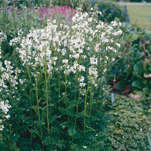 Polemonium caer. 'Album' geen maat specificatie 0,55L/P9cm - afbeelding 1
