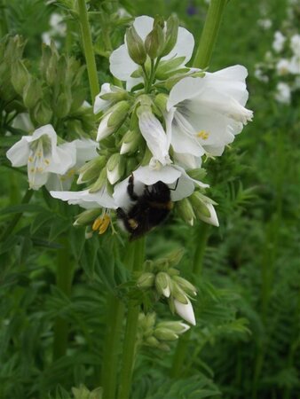 Polemonium caer. 'Album' geen maat specificatie 0,55L/P9cm - afbeelding 4