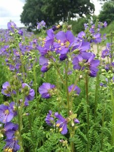 Polemonium caer. 'Bambino Blue' geen maat specificatie 0,55L/P9cm