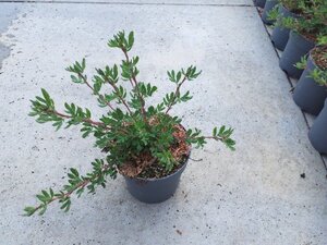 Potentilla f. 'Abbotswood' geen maat specificatie cont. 1,3L