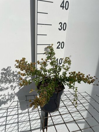 Potentilla f. 'Abbotswood' geen maat specificatie cont. 1,3L - afbeelding 2