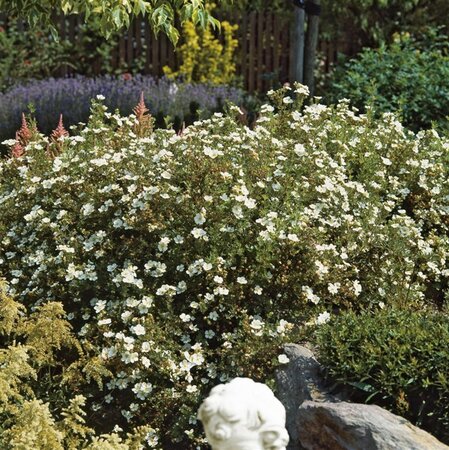 Potentilla f. 'Abbotswood' geen maat specificatie cont. 1,5L - afbeelding 3