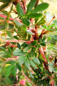 Potentilla f. 'Abbotswood' geen maat specificatie cont. 3,0L