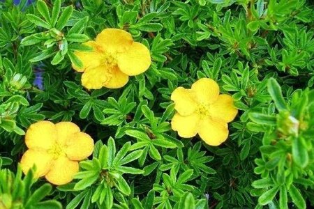 Potentilla f. 'Annette' geen maat specificatie cont. 2,0L