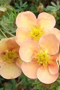 Potentilla f. 'Daydawn' geen maat specificatie cont. 3,0L - afbeelding 2