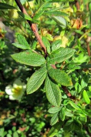 Potentilla f. 'Elizabeth' geen maat specificatie cont. 2,0L - afbeelding 2