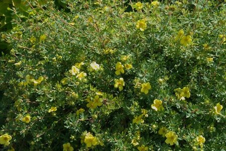 Potentilla f. 'Elizabeth' geen maat specificatie cont. 3,0L - afbeelding 1