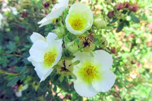 Potentilla f. 'Elizabeth' geen maat specificatie cont. 3,0L - afbeelding 3