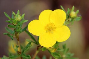 Potentilla f. 'Goldfinger' 25-30 cm cont. 3,0L