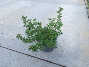 Potentilla f. 'Goldfinger' geen maat specificatie cont. 1,3L