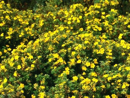 Potentilla f. 'Goldfinger' geen maat specificatie cont. 1,5L - afbeelding 4