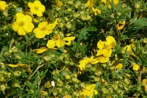 Potentilla f. 'Goldteppich' geen maat specificatie cont. 3,0L