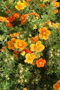 Potentilla f. 'Hopley's Orange' geen maat specificatie cont. 1,5L