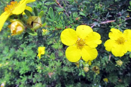 Potentilla f. 'Klondike' geen maat specificatie cont. 1,5L - afbeelding 3