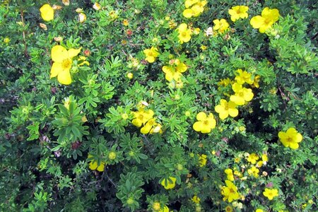 Potentilla f. 'Klondike' geen maat specificatie cont. 3,0L - afbeelding 1