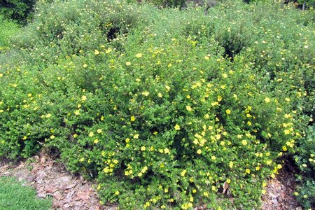 Potentilla f. 'Klondike' geen maat specificatie cont. 3,0L - afbeelding 2