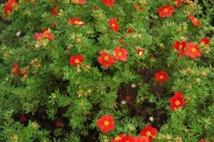 Potentilla f. Marian Red Robin 25-30 cm cont. 3,0L