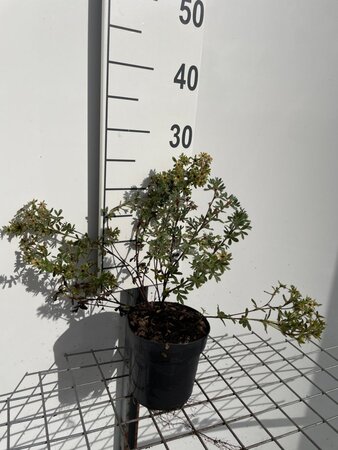 Potentilla f. 'Primrose Beauty' geen maat specificatie cont. 1,3L - afbeelding 2
