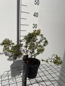 Potentilla f. 'Primrose Beauty' geen maat specificatie cont. 1,3L - afbeelding 2