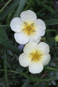 Potentilla f. 'Primrose Beauty' geen maat specificatie cont. 2,0L