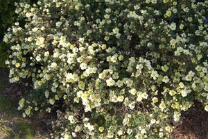 Potentilla f. 'Primrose Beauty' geen maat specificatie cont. 2,0L - afbeelding 2
