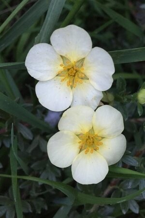 Potentilla f. 'Primrose Beauty' geen maat specificatie cont. 3,0L - afbeelding 1
