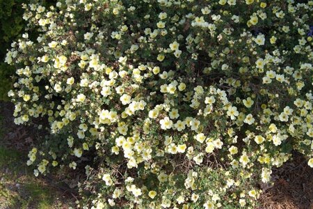 Potentilla f. 'Primrose Beauty' geen maat specificatie cont. 3,0L - afbeelding 2