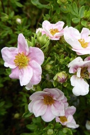 Potentilla f. 'Pretty Polly' geen maat specificatie cont. 1,5L - afbeelding 1