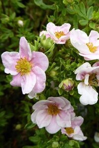 Potentilla f. 'Pretty Polly' geen maat specificatie cont. 2,0L