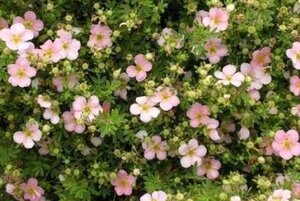 Potentilla f. 'Pretty Polly' geen maat specificatie cont. 2,0L - afbeelding 2