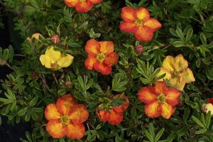 Potentilla f. 'Red Ace' geen maat specificatie cont. 1,5L
