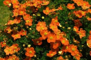 Potentilla f. 'Tangerine' geen maat specificatie cont. 1,5L