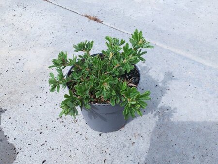 Potentilla f. 'Tilford Cream' geen maat specificatie cont. 1,3L - afbeelding 1
